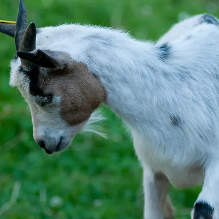 Tourist Farm Ob Izviru Krupe Semic