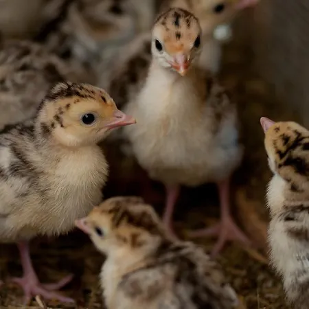 Tourist Farm Ob Izviru Krupe *