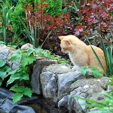 Alojamento de Turismo Rural Tourist Farm Ob Izviru Krupe Semic