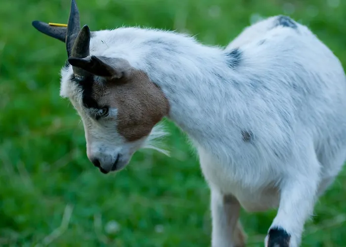 Tourist Farm Ob Izviru Krupe Semic