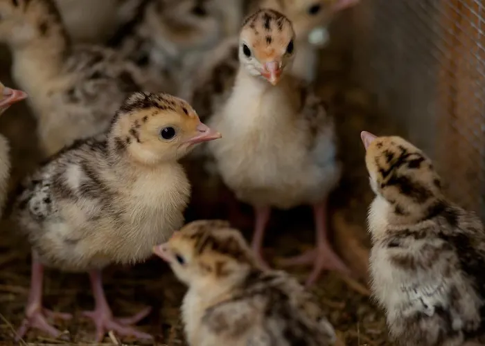 Tourist Farm Ob Izviru Krupe *